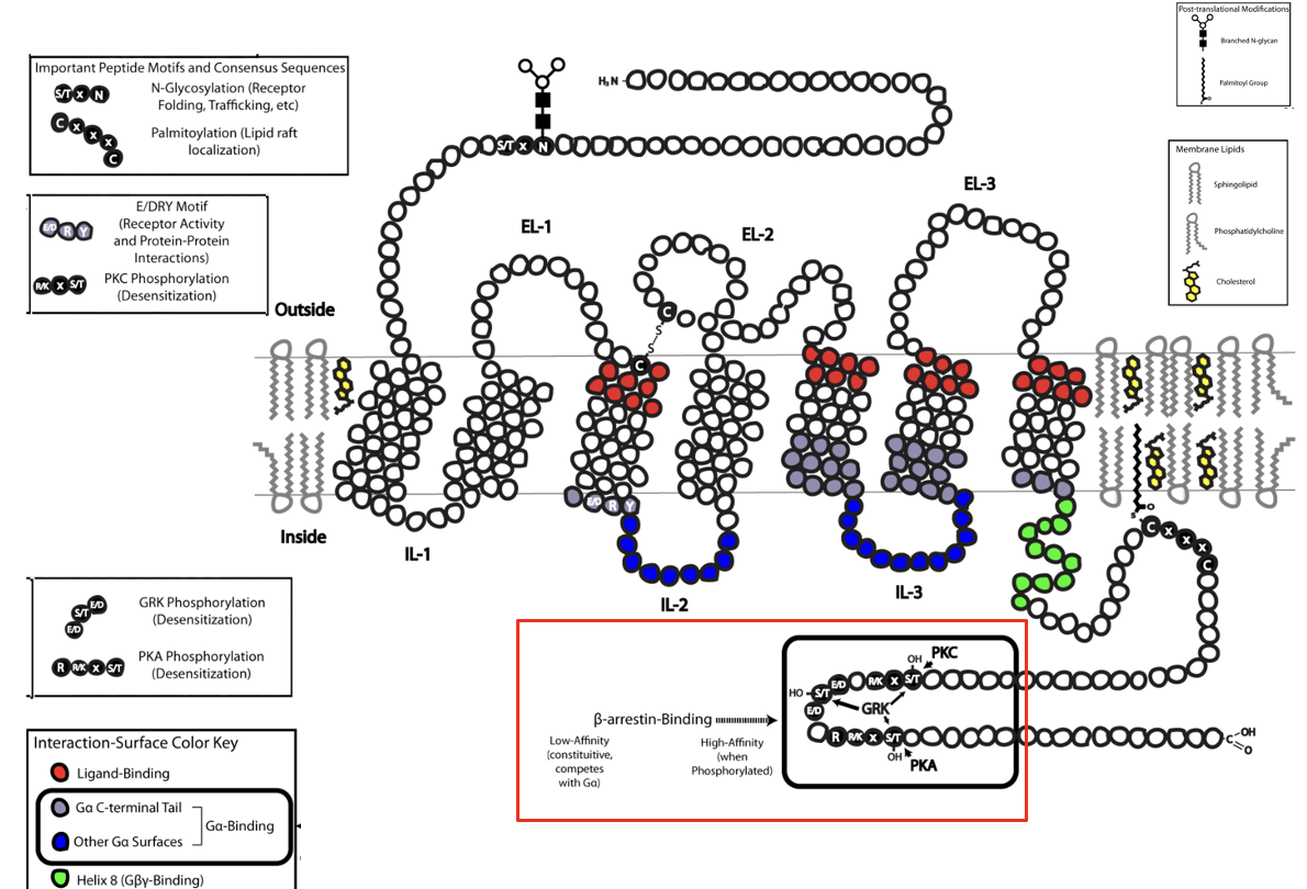 <ul><li><p>after prolonged stimulation, β-arrestin binds to the receptor → prevents further G protein activation → receptor desensesitization</p></li></ul><p></p>