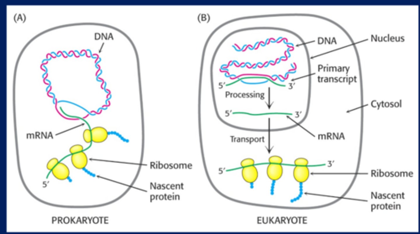 <p>-Prokaryotes have no nucleus, so as transcription of RNA is happening translation occurs on the RNA coming out of the RNA polymerase</p><p>-Eukaryotes-have nucleus, transcription and translation occur separately. There is a chance that the RNA could be degraded when being transported from the nucleus to the ribosome.</p>