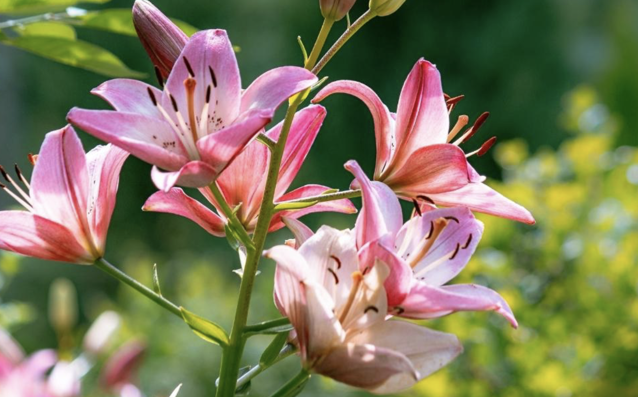 Flower 191