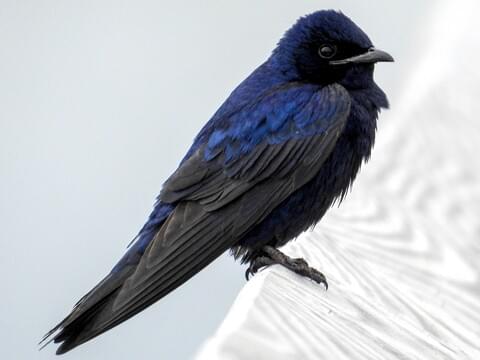 <p>Hirundinidae </p>