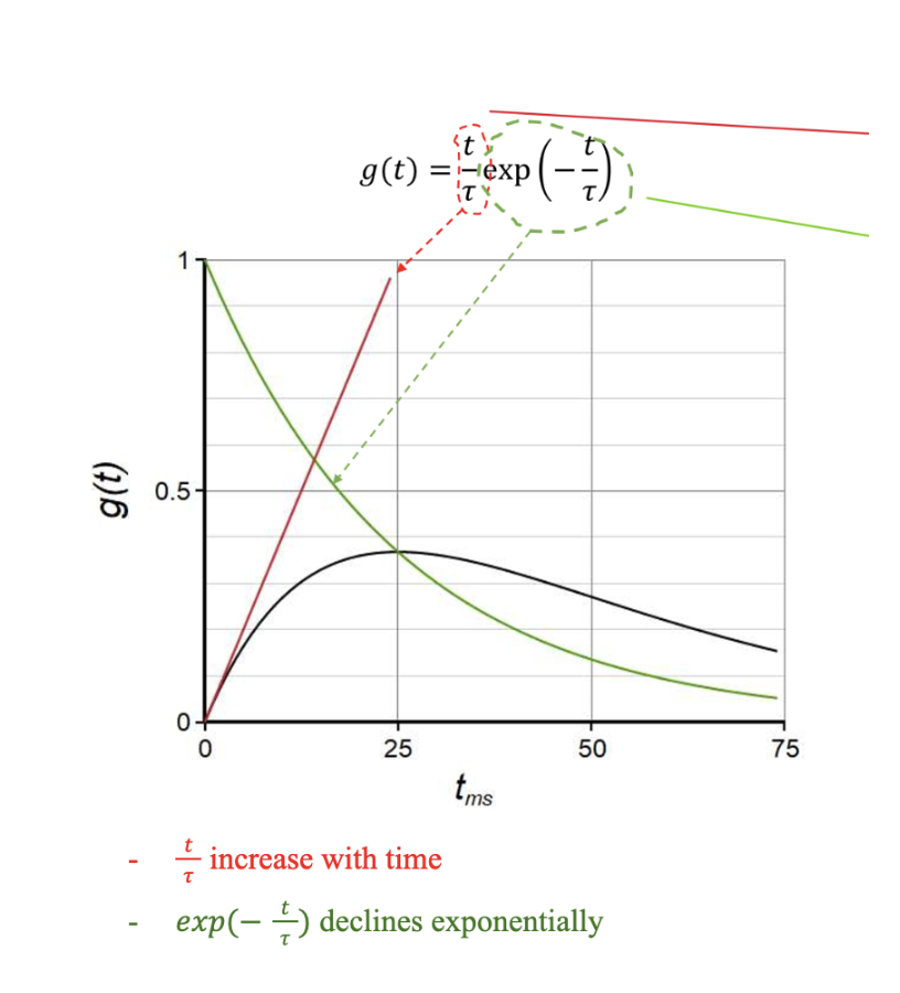 <ul><li><p><span style="font-family: "Times New Roman", serif">An <strong>alpha function</strong> models the time course of synaptic conductance changes following a neurotransmitter release</span></p><ul><li><p><span style="font-family: "Times New Roman", serif">g is the conductance of the ion channel(s) affected by the transmitter</span></p></li><li><p><span style="font-family: "Times New Roman", serif">𝜏 is the time course constant</span></p></li><li><p><span style="font-family: "Times New Roman", serif">t is the time following synapse activation</span></p></li></ul></li></ul><p></p><p></p>