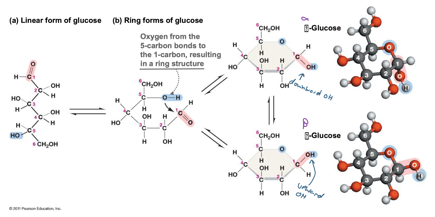 In solution, straight-chain glucose forms another covalent bond to become the ring form of glucose. Because this converts C-1 from a symmetric to an asymmetric carbon atom (C-1 in the ring form has four different groups \n attached to it, versus 3 in the straight chain form), you can get two glucose Isomers, alpha- and beta- glucose.