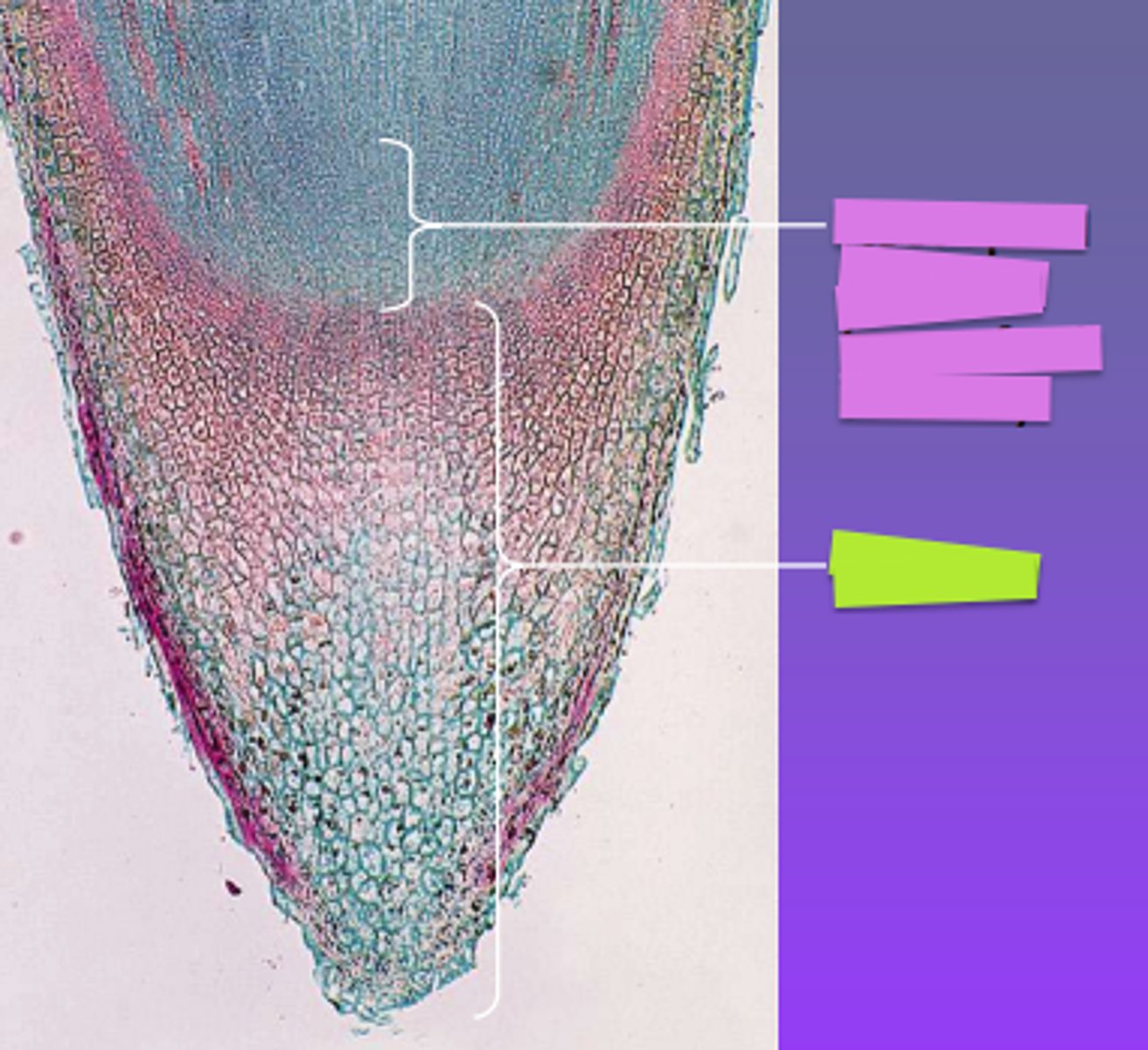 <p>Structure labeled yellow?</p>