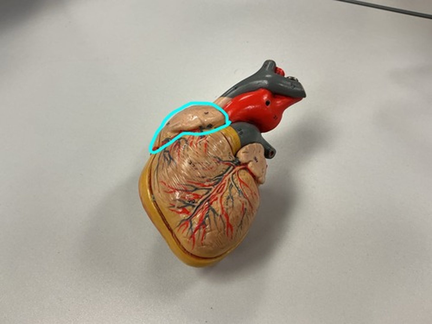 knowt flashcard image