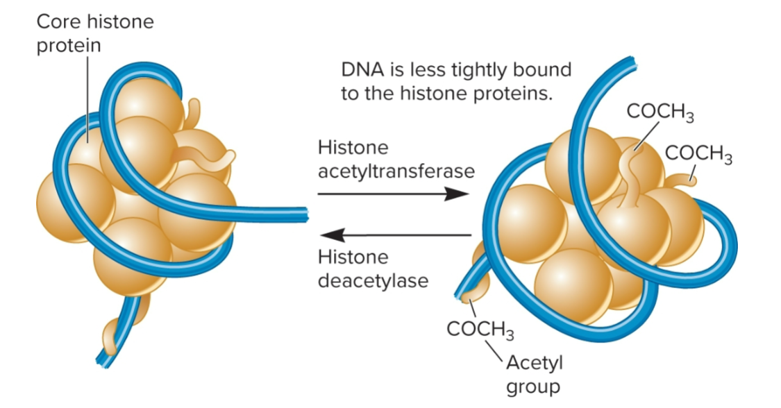<ul><li><p>+ charged lysines within core histone proteins can be acetylated</p></li><li><p>attachment of acetyl group (—COCH3) disrupts electrostatic attraction between histone protein and - charged DNA backbone</p></li><li><p>Favors open conformation; is highly reversible </p></li></ul><p></p>