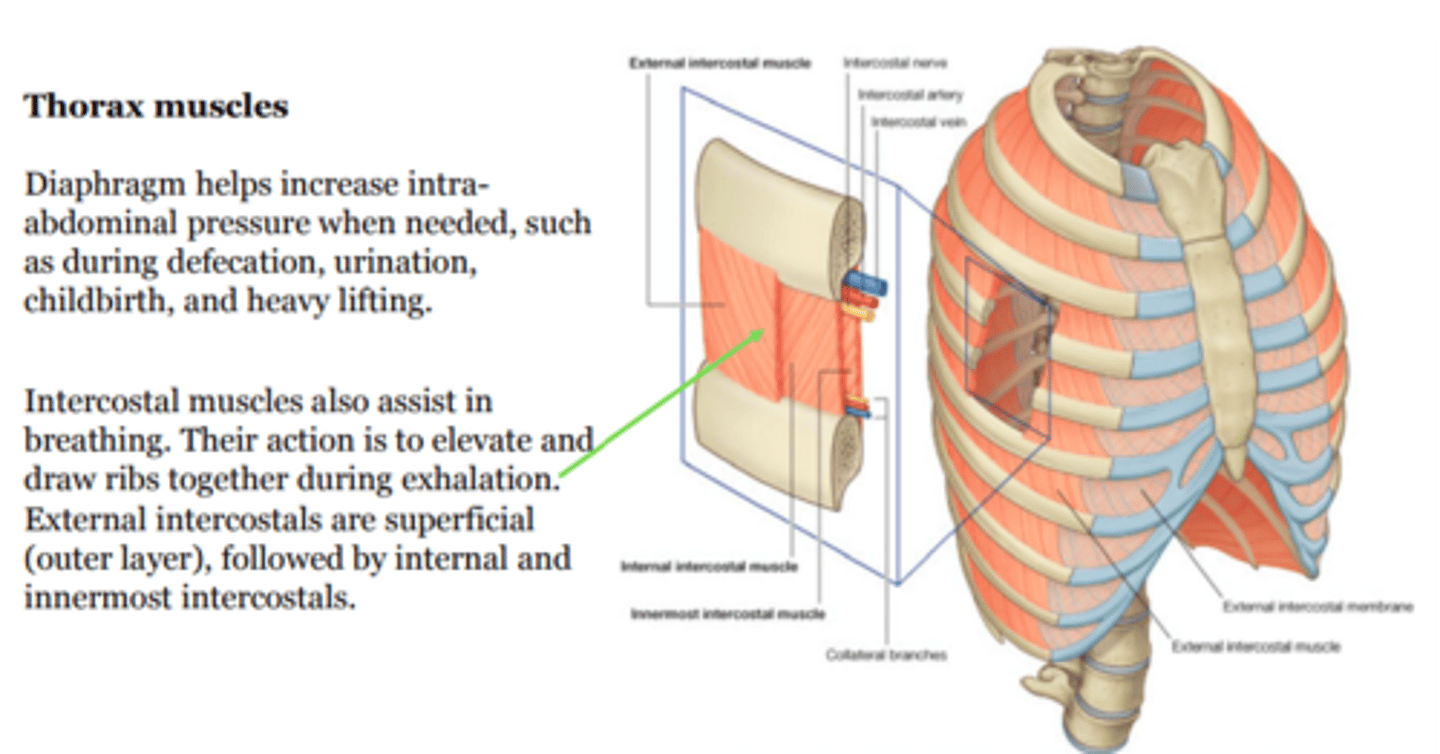 <p>intercostal muscles</p>