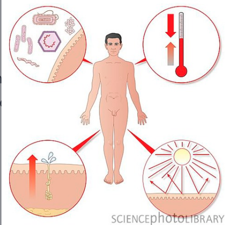 <p>Integumentary System</p>