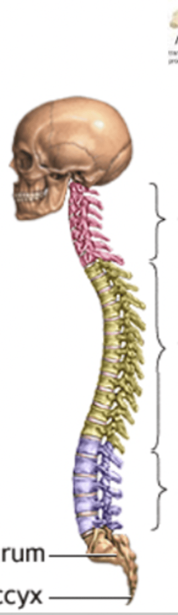 <p>does the atlas or axis come first on the human spine (top to bottom)</p>