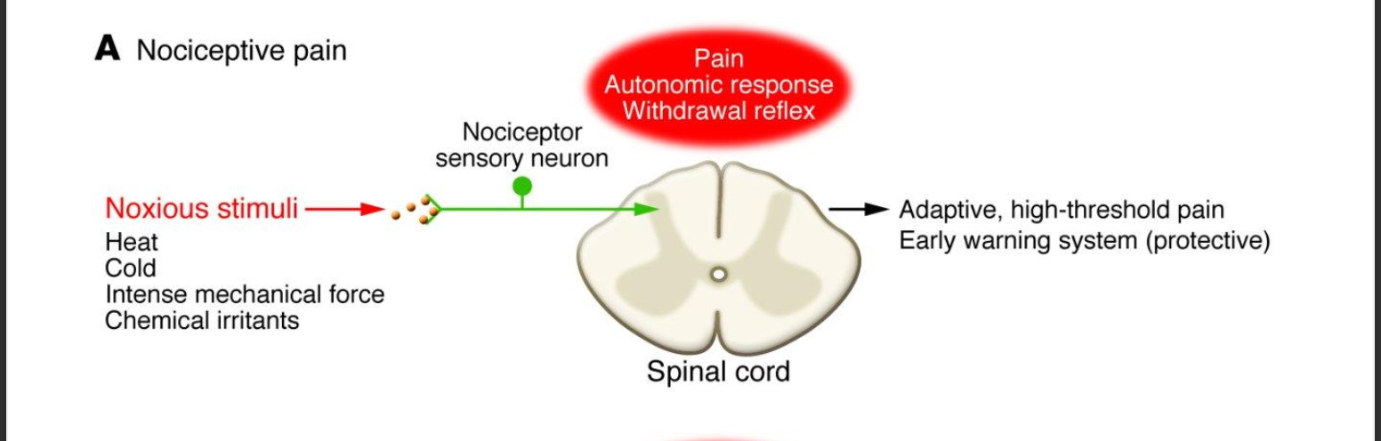 <p>Noxious stimuli (Heat, cold, intense mechanical force, chemical irritants) -&gt; nociceptor -&gt; spinal cord -&gt; adaptive, high-threshold pain early warning system (protective)</p>