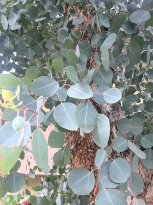 <p>Silver Dollar Eucalyptus</p>