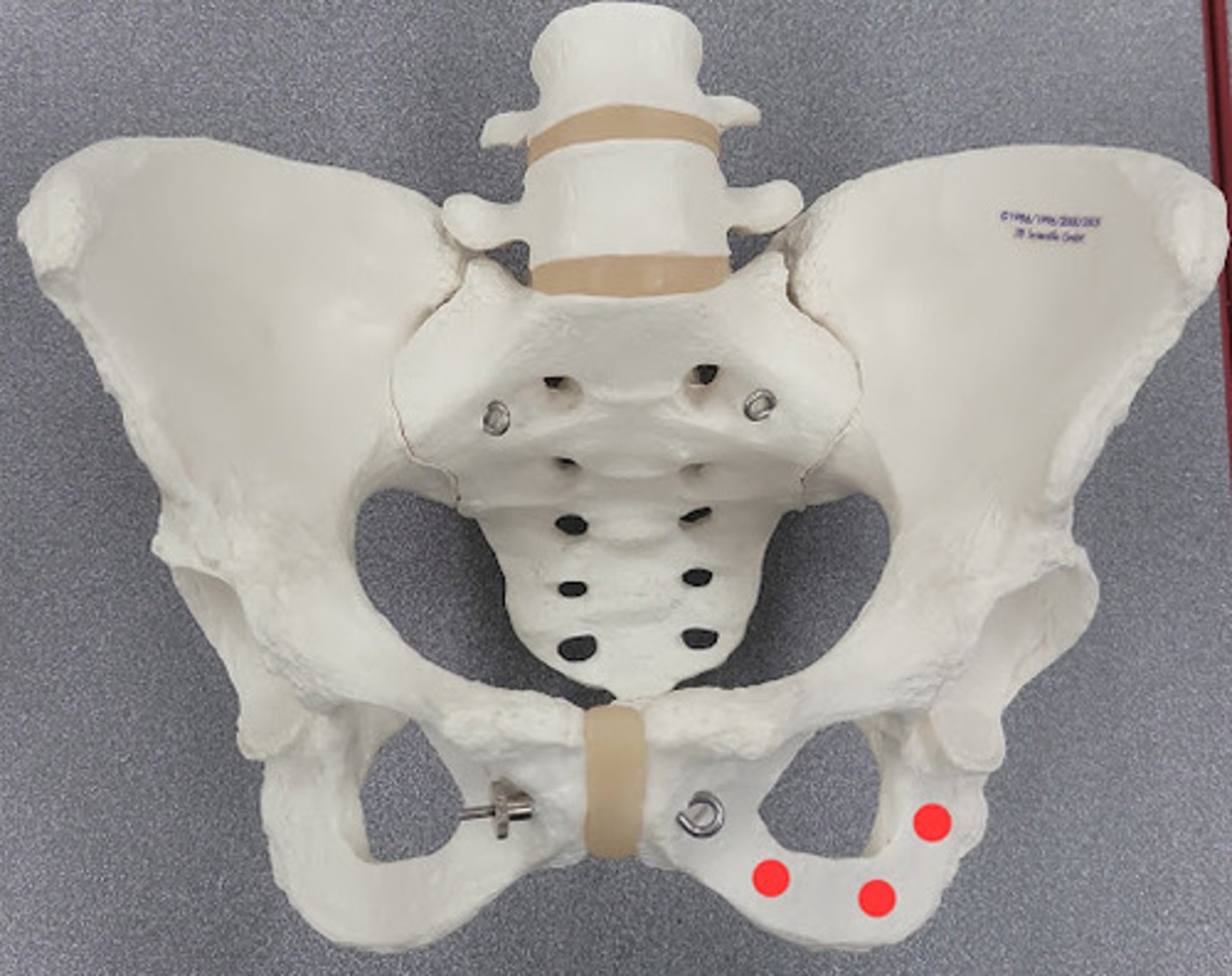 knowt flashcard image