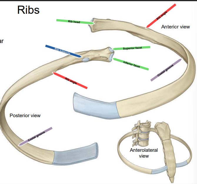 <p>Projection where the rib articulates with the transverse process of the vertebra. Not on 11 and 12 (dark blue)</p>