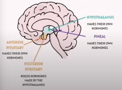 <ul><li><p><strong>Hypothalamus</strong></p><ul><li><p>Product the following, but stored in the Pituitary gland</p><ul><li><p><strong>Oxytocin (Store, not produce)</strong></p><ul><li><p>Causes increased contraction of the uterus during labor</p></li><li><p>Stimulate the release of milk into the ducts of the breasts.</p></li></ul></li><li><p><strong>Antidiuretic Hormone (ADH)  (Store, not produce)</strong></p><ul><li><p>Contricts blood vessels and controls salt in the body</p></li></ul></li></ul></li></ul></li><li><p><strong>Pineal Gland</strong></p><ul><li><p>Melatonin</p><ul><li><p>Melatonin</p><ul><li><p>Involved in the sleep-wake cycle</p></li></ul></li></ul></li></ul></li><li><p><strong>Pituitary Gland</strong></p><ul><li><p><strong>Anterior</strong></p><ul><li><p><strong>Growth Hormone</strong></p><ul><li><p>Promotes the growth of children</p></li></ul></li><li><p><strong>Prolactin (PRL)</strong></p><ul><li><p>Stimulate milk production in the mammary glands</p></li></ul></li><li><p><strong>Thyroid-Stimulating (TSH)</strong></p><ul><li><p>Activate the release of Thyroid Hormones</p></li></ul></li><li><p><strong>Follicle  - StimulatingFollicle-Stimulating</strong></p><ul><li><p>Formation of Ova or Sperm</p></li></ul></li><li><p><strong>Luteinizing Hormone</strong></p><ul><li><p>Stimulate ovulation in Females and Androgen in Men</p></li></ul></li><li><p><strong>Adrenocorticorropiuc (ACTH)</strong></p><ul><li><p>Triggers the release of cortisol from the Adrenal Glands</p></li></ul></li></ul></li><li><p><strong>Posterior </strong>(Does not produce its own hormone. It Holds Hormones made by the hypothalamus)</p><ul><li><p><strong>Oxytocin (Store, not produce)</strong></p><ul><li><p>Causes increased contraction of the uterus during labor</p></li><li><p>Stimulate the release of milk into the ducts of the breasts.</p></li></ul></li><li><p><strong>Antidiuretic Hormone (ADH)  (Store, not produce)</strong></p><ul><li><p>Contricts blood vessels and controls salt in the body</p></li></ul></li></ul></li></ul></li></ul><p></p>