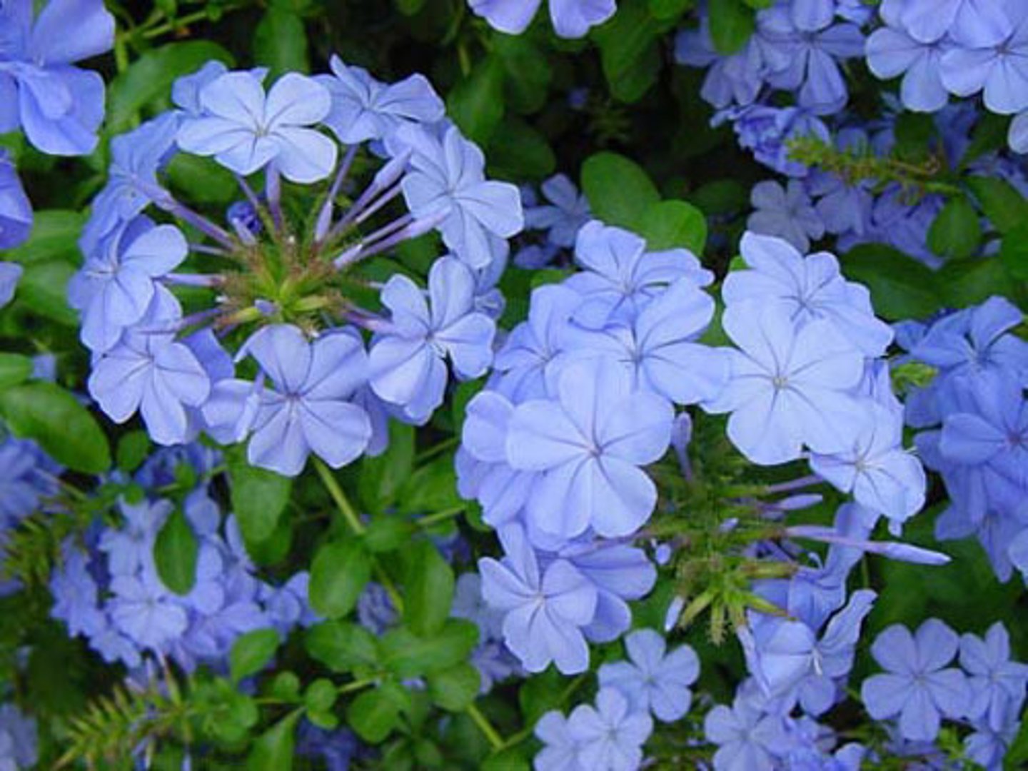 <p>Plumbago auriculata</p>