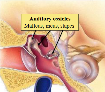 <p><span>Travel down external auditory canal to tympanic membrane and cause it to vibrate.</span><br><span>Vibration causes auditory ossicles to rock.</span><br><span>Stapes sets up vibration in the oval window, which sets up waves in the cochlear fluid.</span><br><span>Transferred waves from air to fluid filled cavity.</span><br><span>Amplified by transfer from tympanic membrane to oval window ~ (x20) </span></p>