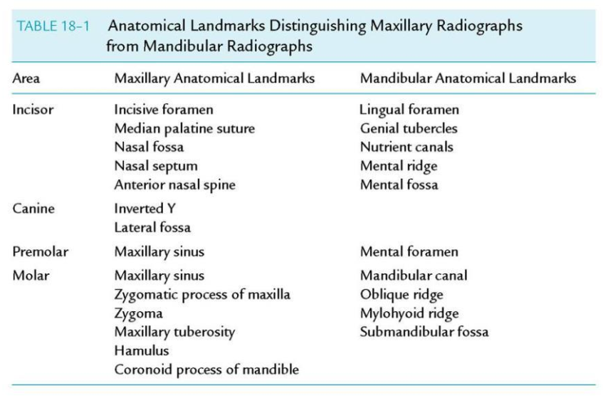 <p>Arrange these landmarks as radiolucent or radiopaque. </p>