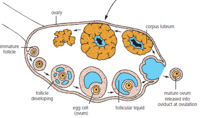 <p>The follicle develops into a corpus luteum which secretes the hormone progesterone.</p>