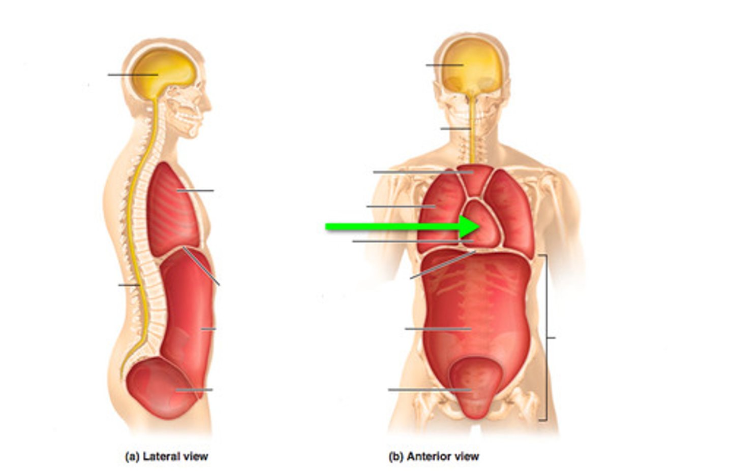 <p>The cavity between the lungs that contains the heart, trachea, esophagus, and thymus gland.</p>