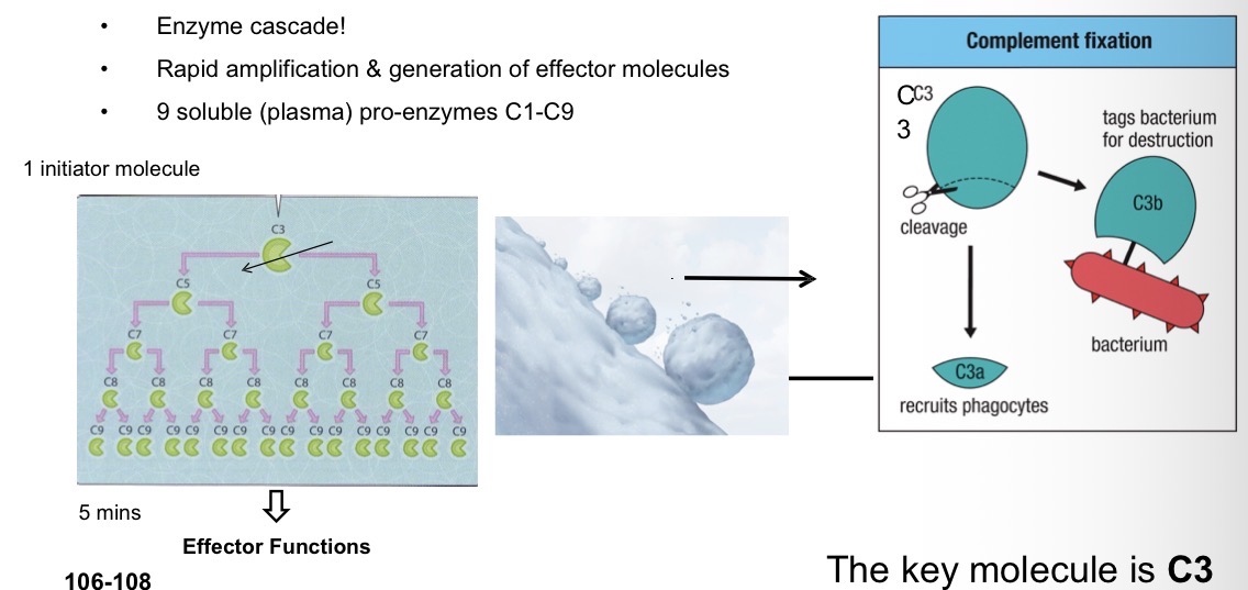 <ul><li><p>Enzyme cascade</p></li><li><p>Rapid amplification & generation of effector molecules</p></li><li><p>9 soluble (plasma) pro-enzymes C1-C9</p></li></ul><p></p>