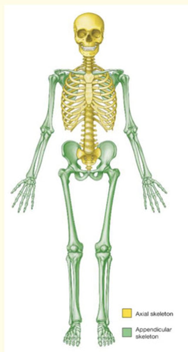 <p>Axial and appendicular skeleton</p>