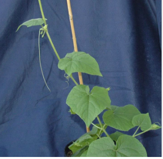 <p>Burcucumber (<span>Cucurbitaceae)</span></p>