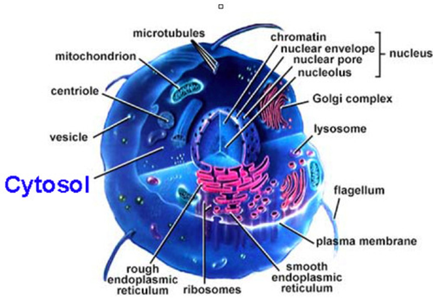 <p>The soluble portion of the cytoplasm, a<mark data-color="yellow" style="background-color: yellow; color: inherit;">llows for the diffusion of molecules throughout the cell</mark></p><p>Includes small particles, such as ribosomes, but not the organelles covered with membranes.</p>