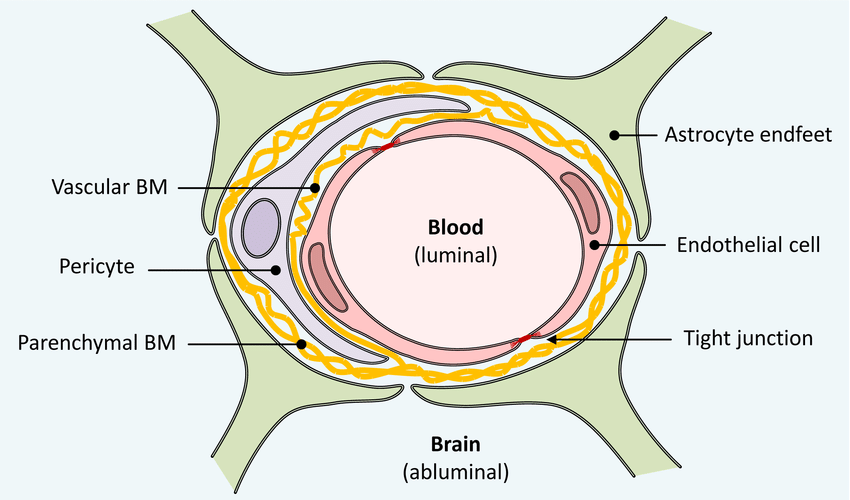 <p>membrane between blood and brain that keeps brain healthy from viruses, brain is often blocked from immune system</p>