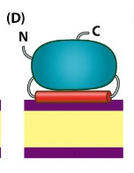 <p>Peripheral membrane proteins</p>