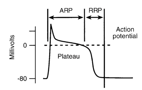 <ul><li><p>as a result of the <strong>long refractory period </strong> of cardiac tissue</p></li></ul><p></p><p>THEREFORE: a slower look at the refractory period is in order</p>