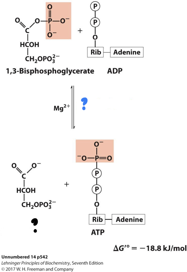 <ul><li><p>The phosphate group is transferred to ADP (substrate-level phosphorylation) in an exergonic reaction.</p></li></ul>