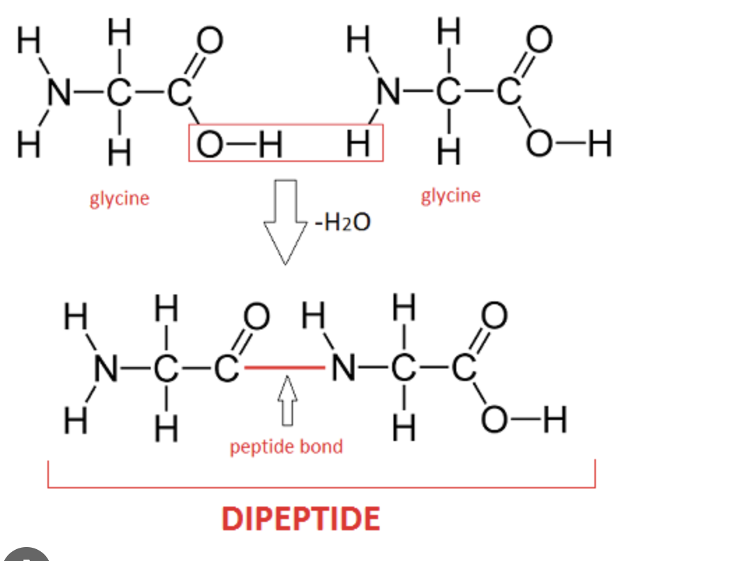 <p><span>Dehydration synthesis&nbsp;</span></p>