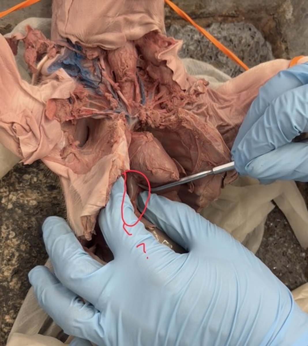 <p>drains blood from lower body</p>