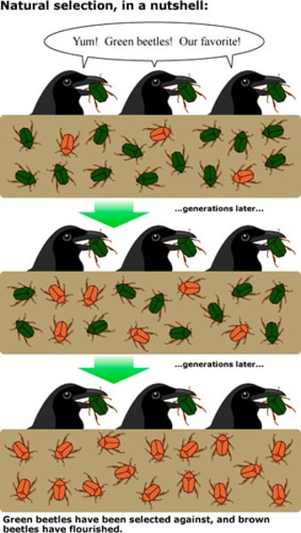 <p>Individuals that are better suited to their environment survive and reproduce most successfully</p>