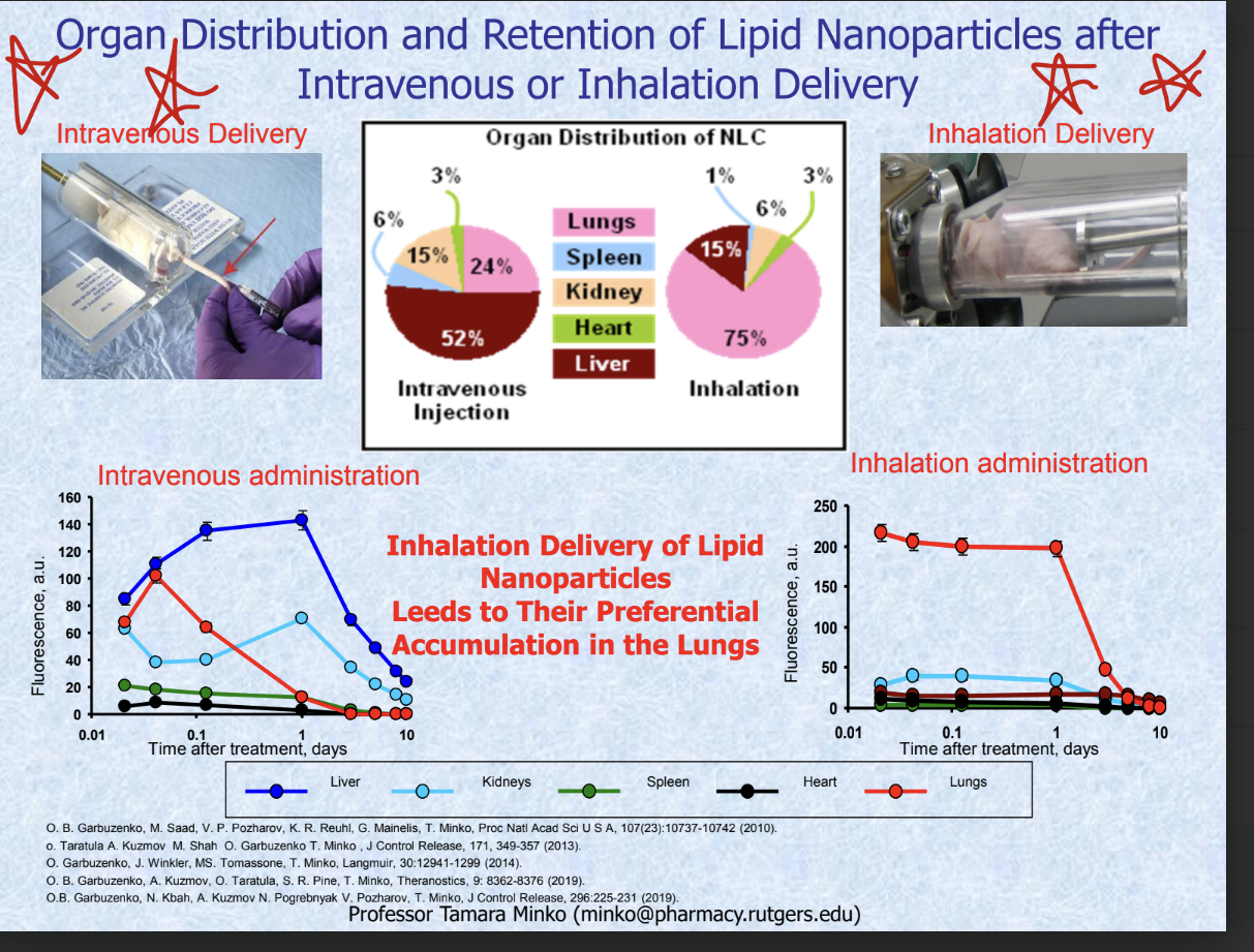 <p>organ distribution of NLC</p><ul><li><p>IV injection </p><ul><li><p>52% liver</p></li><li><p>24% lungs</p></li></ul></li><li><p>inhalation</p><ul><li><p>75% lungs</p></li><li><p>15% liver</p></li></ul></li></ul><p></p><ul><li><p>inhalation delivery of lipid nanoparticles leads to their preferential accumulation in the kungs</p></li></ul><p></p>