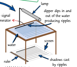 <ol><li><p> Using a signal generator attached to the dipper of a ripple tank</p><p>you can create water waves at a set frequency.</p></li><li><p> Use a lamp to see wave crests on a screen below the tank. Make sure the size of the waves' shadows are the same size as the waves. </p></li><li><p> The distance between each shadow line is equal to one wavelength. Measure the distance between shadow lines that are 10 wavelengths apart, then divide this distance by 10 to find the average wavelength. This is a good method for measuring small wavelengths (p.104).</p></li><li><p>If you're struggling to measure the distance, you could take a photo of the shadows and ruler, and find the wavelength from the photo instead.</p></li><li><p> Use v = fa to calculate the wave speed of the waves.</p></li><li><p> This set-up is suitable for investigating waves, because it allows you to measure the wavelength without disturbing the waves.</p></li></ol><p></p>