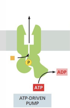 <p>hydrolyzation of ATP to push molecule against concentration gradient → classic example</p>