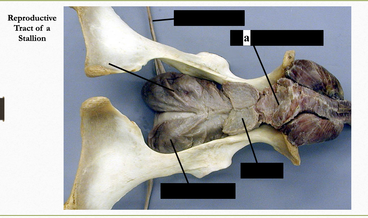 <p>a</p>