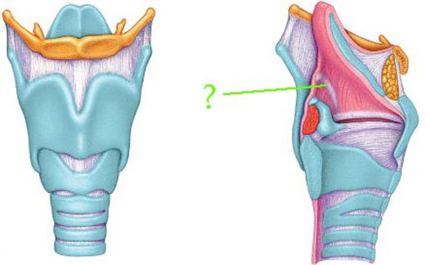 <p>Identify the indicated structure.</p>