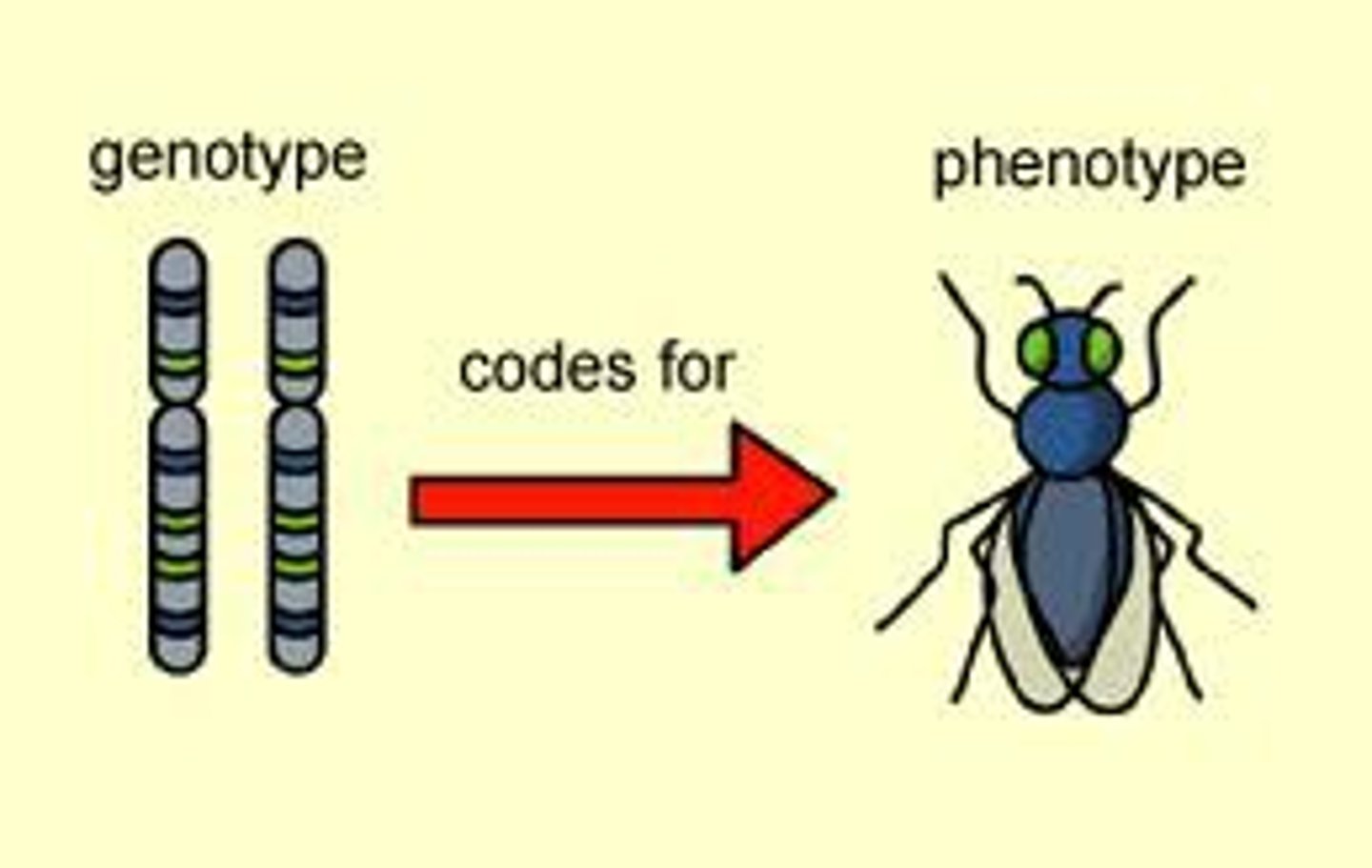 <p>a set of traits expressed by an individual</p>