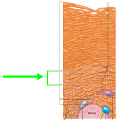 This layer of skin has flat cells and nuclei. Has protein filled granules, and makes keratin. Layers above this are dead.