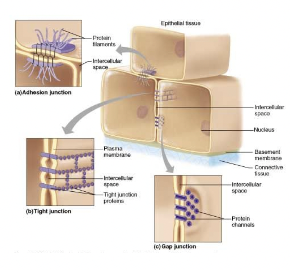 <p><span style="background-color: transparent; font-family: &quot;Proxima Nova&quot;, sans-serif;">Proteins also connect cells through <strong>intercellular junctions</strong>, sometimes creating open channels.</span></p>