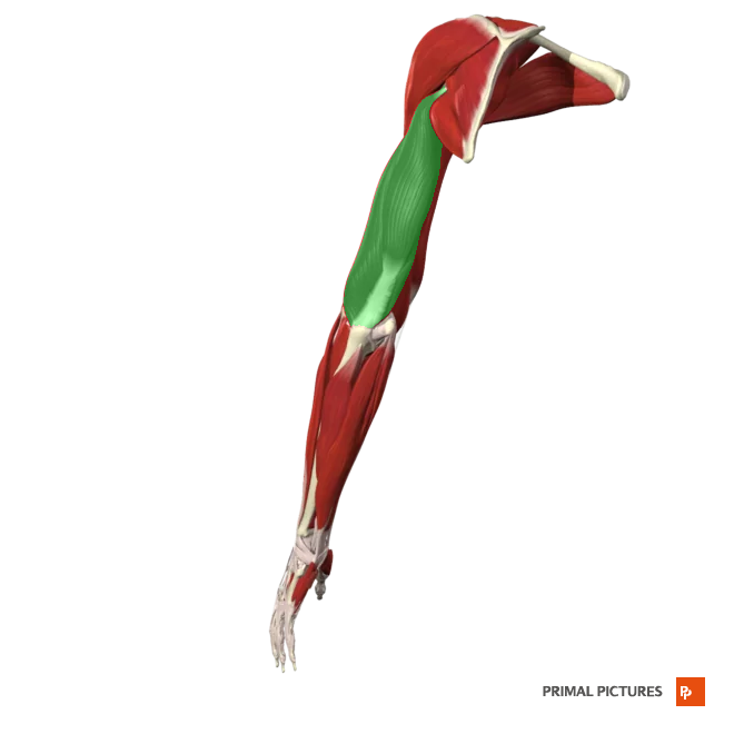 <p>extends forearm at elbow </p><p>extends arm at the shoulder</p><p>Insertion:Posterior surface of the olecranon process of the ulna</p>