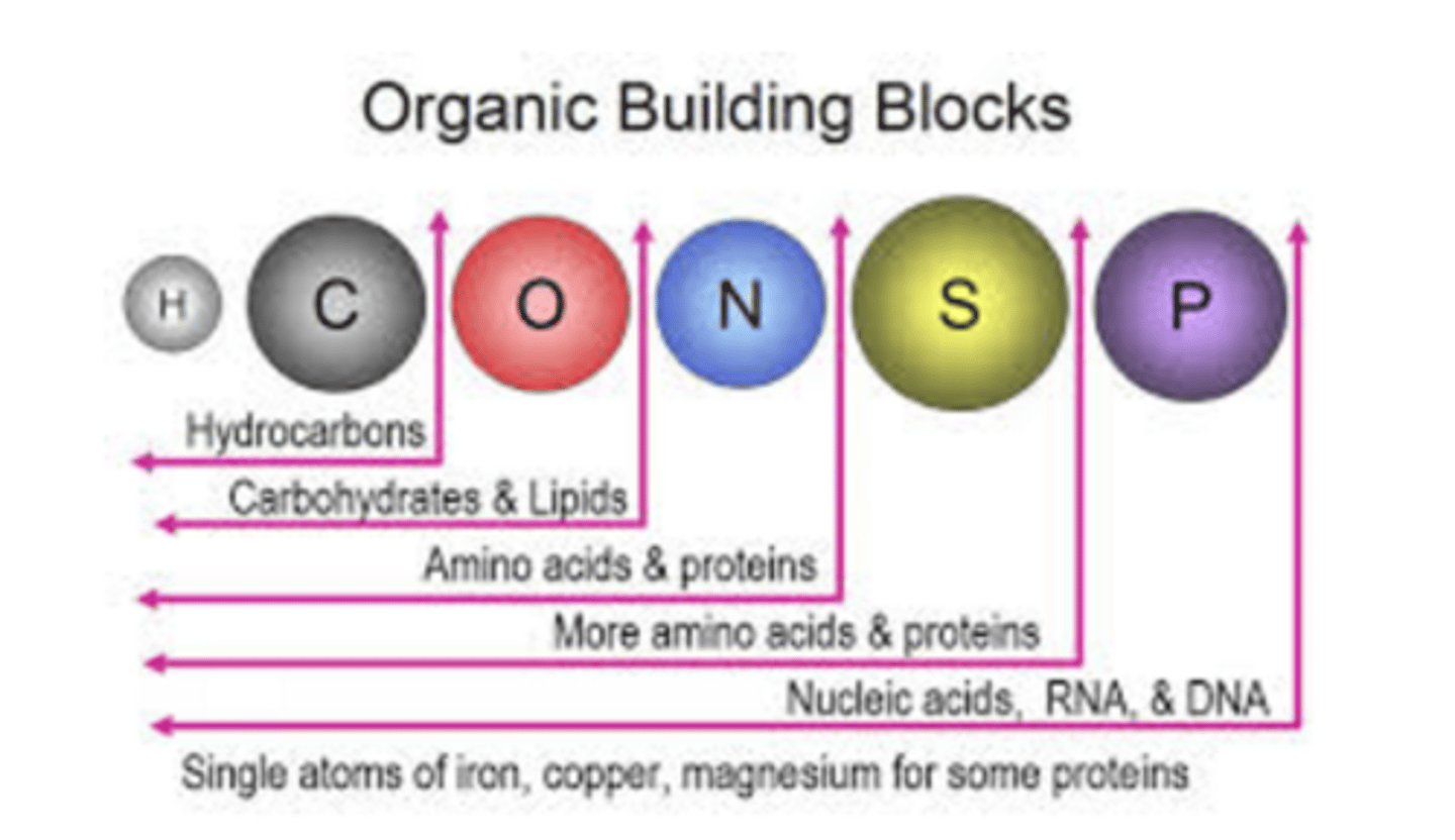 <p>Six elements (CHNOPS) that combine to form the building blocks of all known organisms.</p>