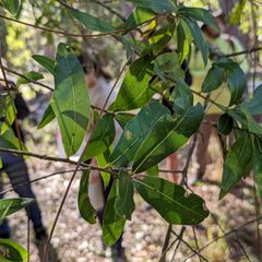 grows best in partial to full sunlight
thin and leathery textured leaves which are simple and alternate 
top of leaf is dark green while the bottom is bright green