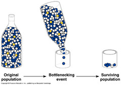 - a reduction in the genetic diversity of a population caused by a reduction in its size
- when most of the species dies out due to change (ex. natural disaster such as hurricane) and the future of the species is based on the alleles of those that remain.
- produces less fit populations and less variety, so there are less mutations that could protect the species if there is future disaster