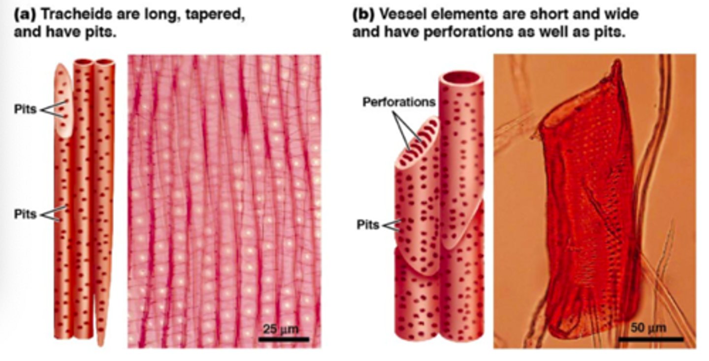 <p>perforations</p>