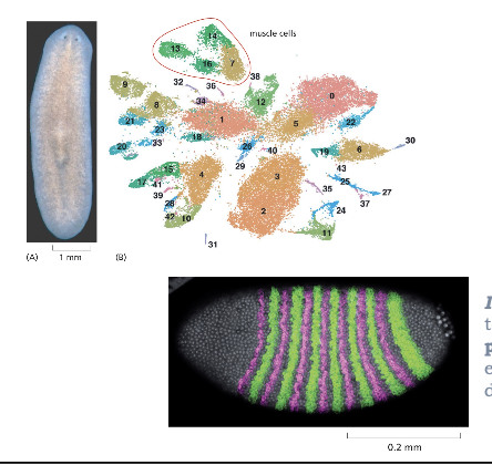 <ul><li><p>RNA-SEQ CAN BE USED TO ANALYZE THE GENE EXPRESSION PROFILES OF EVERY CELL IN AN ORGANISM</p></li><li><p>IN SITU HYBRIDIZATION TO MRNAS REVEALS PATTERNS OF GENE EXPRESSION DURING DEVELOPMENT </p></li></ul><p></p>