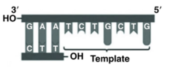 <p><span><span>Referring to the figure below, what bases will be added as DNA replication proceeds on the bottom strand? </span></span></p>