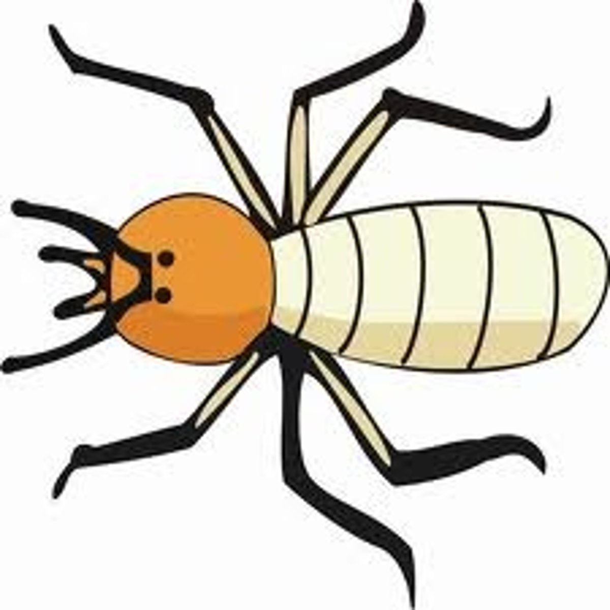 <p>the termites</p>