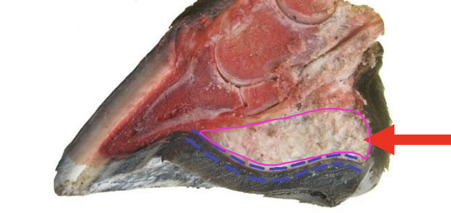 <p>what is the red arrow pointing at?</p>